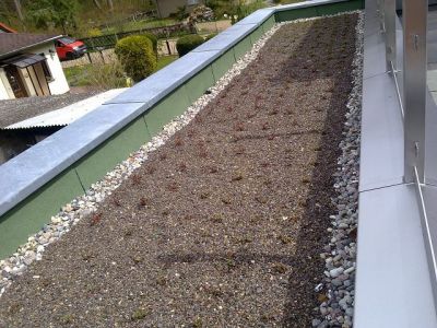 Dachbegrünung aus Jarmen