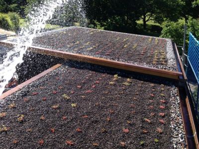 Dachbegrünung - Dachhandwerk aus Jarmen